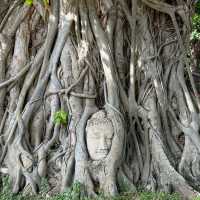 Divine Encounter: The Sacred Buddha Head Entwined in Banyan Roots