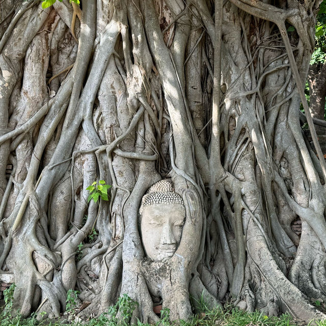 Divine Encounter: The Sacred Buddha Head Entwined in Banyan Roots
