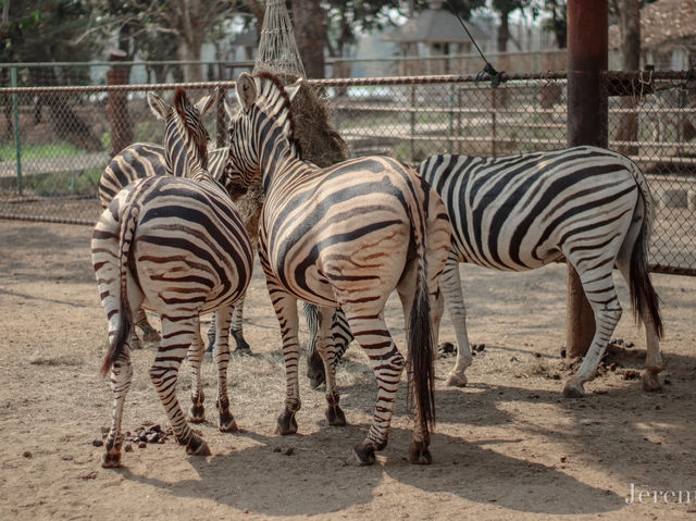 รีวิว เที่ยวสวนสัตว์ บึงฉวาก 🐅🦓🦒