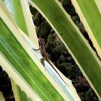 Fairchild Tropical Botanic Garden - Miami’s Lush Green Haven