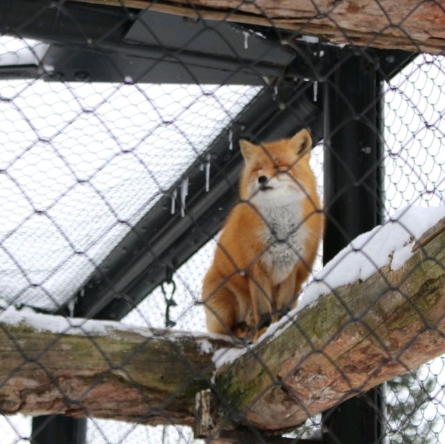 旭川景點｜日本最北、高人氣寒帶動物園—旭川動物園