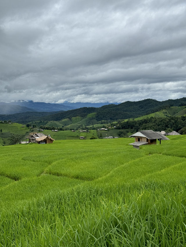 ที่พักป่าบงเปียง | จ.เชียงใหม่ 🏡⛰️🌾🌧️
