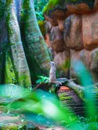 《動物園》【新加坡動物園】：設有夜間探索動物