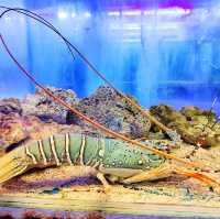 🇲🇾 Explore a World of Fish Wonders at Port Dickson