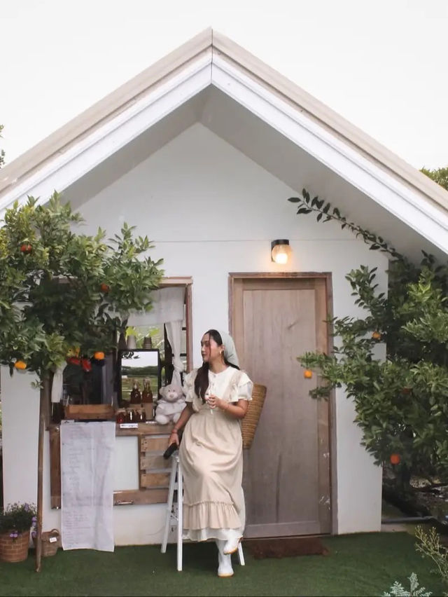 ยกให้เป็นสวนส้ม 🍊🌳 #เชียงใหม่  ฟิลเกาหลีเกาใจสุด