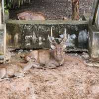 สะพานชมกวางหนองใหญ่ ชุมพร 🦌