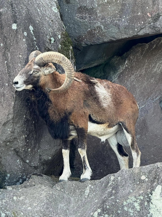 近距離餵動物嘅難忘體驗 
