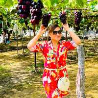 Picking grapes 