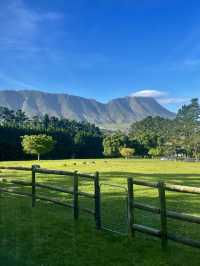 High Season Farm, South Africa 🐮🐄