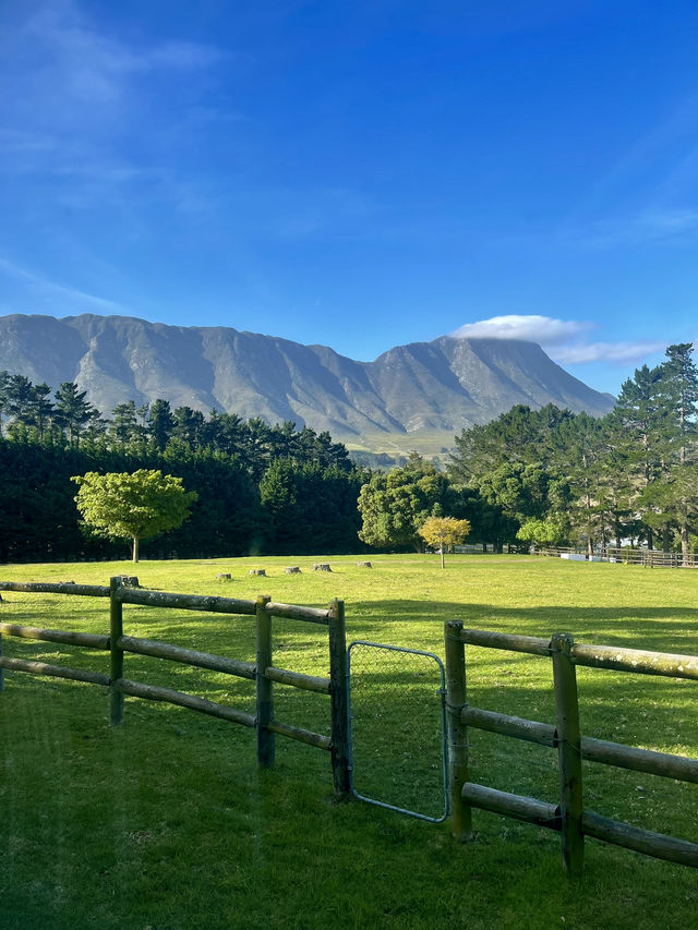 High Season Farm, South Africa 🐮🐄