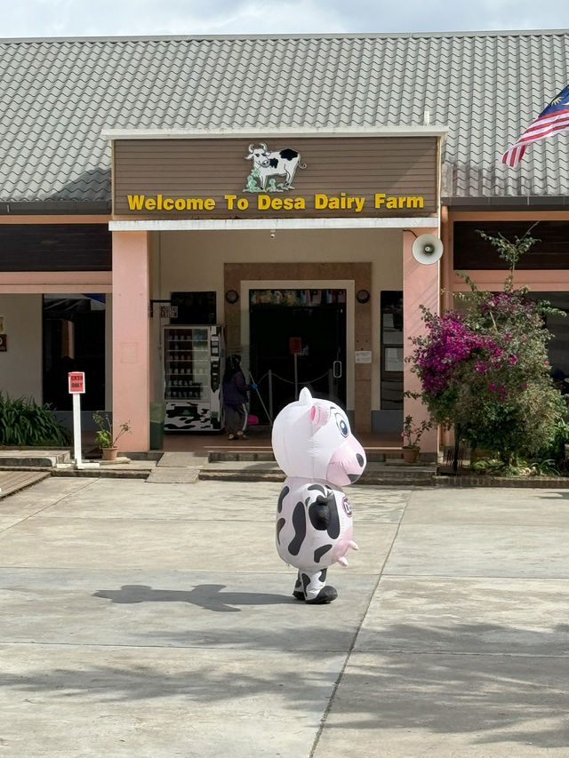 Desa Dairy Farm, Kundasang