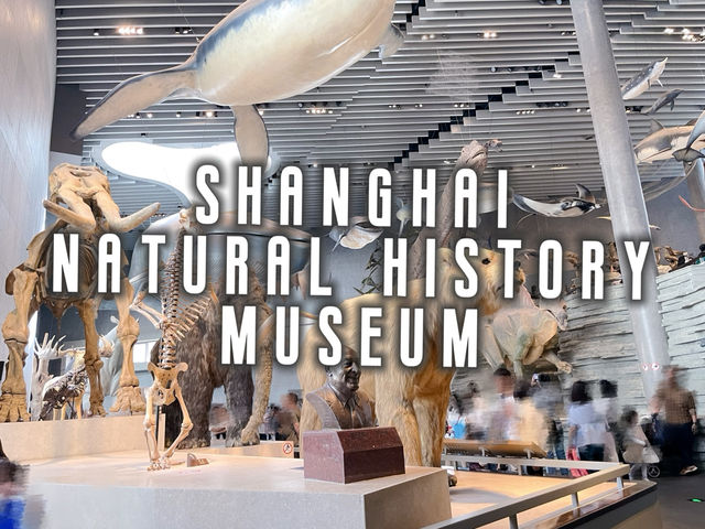 เดินเล่นพิพิธภัณฑ์ประวัติศาสตร์ธรรมชาติเซี่ยงไฮ้🦕