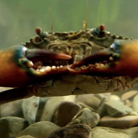 老船長肉蟹煲🦀🦀