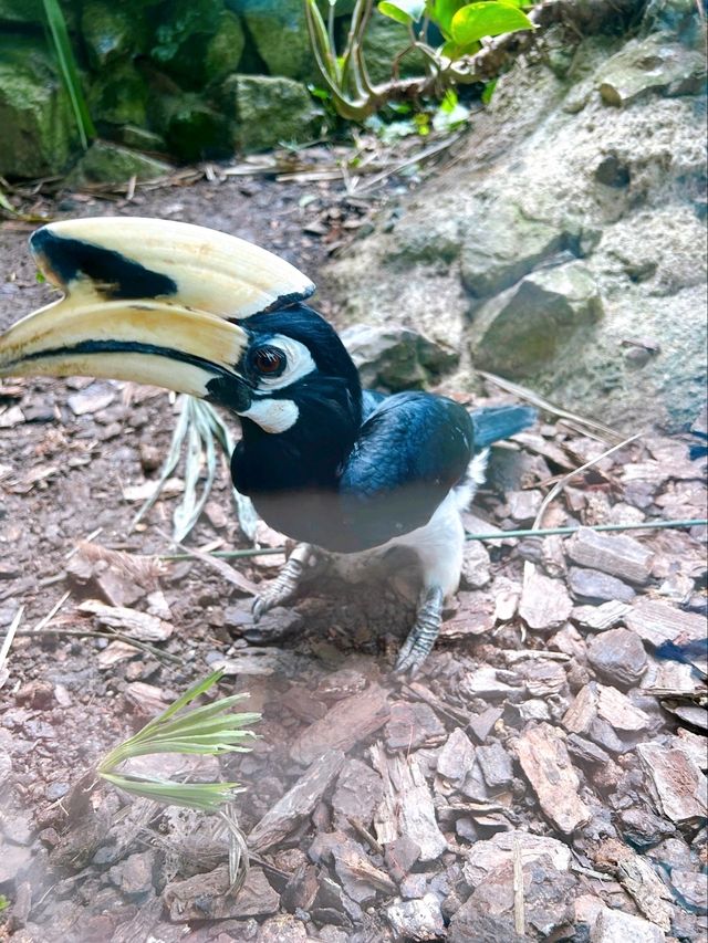 Must-See Giant Pandas at River Wonders Singapore