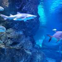 Sea Life Bangkok Ocean World