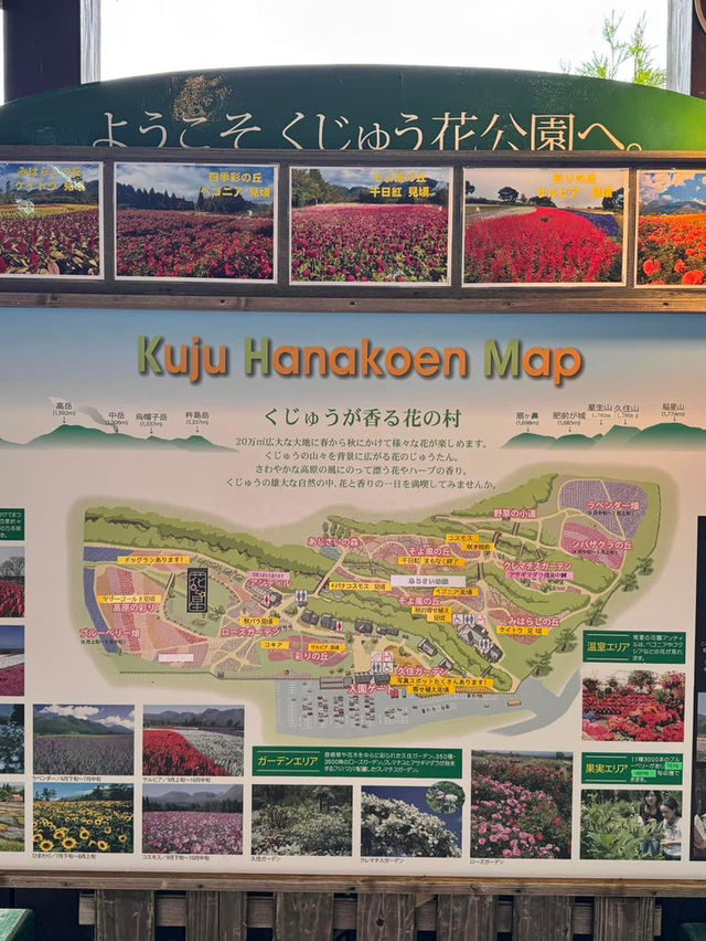 福岡自駕遊‼️直落阿蘇國立公園🫶🏻最大賞花地😎久住花公園😛