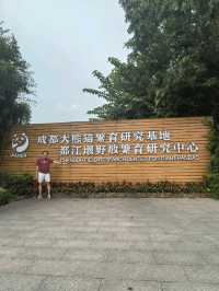 Get Close with Cute Panda in Chengdu Panda Base