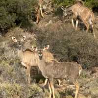 Luxury Safari Stay!! 