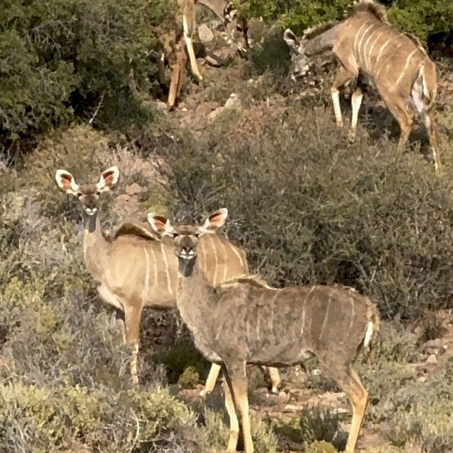 Luxury Safari Stay!! 