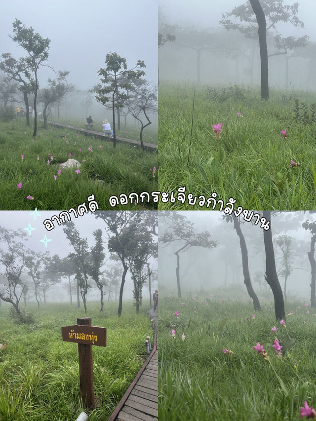 ทุ่งดอกกระเจียว ชัยภูมิ