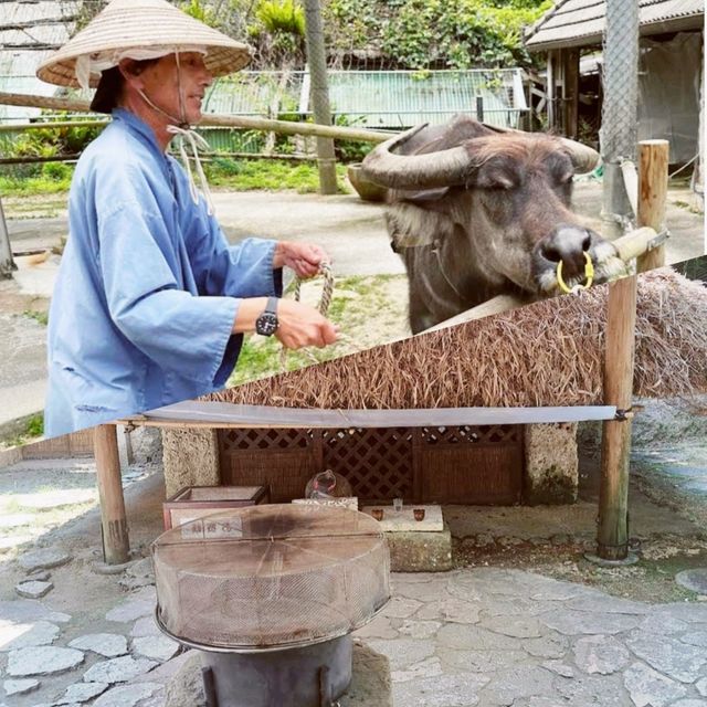 琉球村 古色古香打卡影相一流