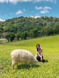 ไปให้อาหารน้องแกะที่ ม่อนแกะ เขาค้อ กัน 🌳🐑 
