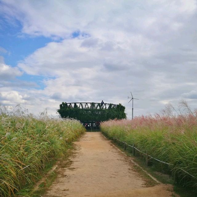首爾夢幻天空公園 秋季還有限定的紫芒草