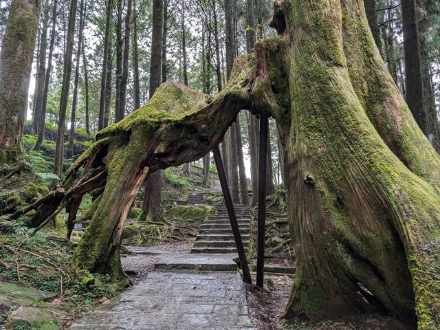 Alishan's Dawn to Dusk Magic