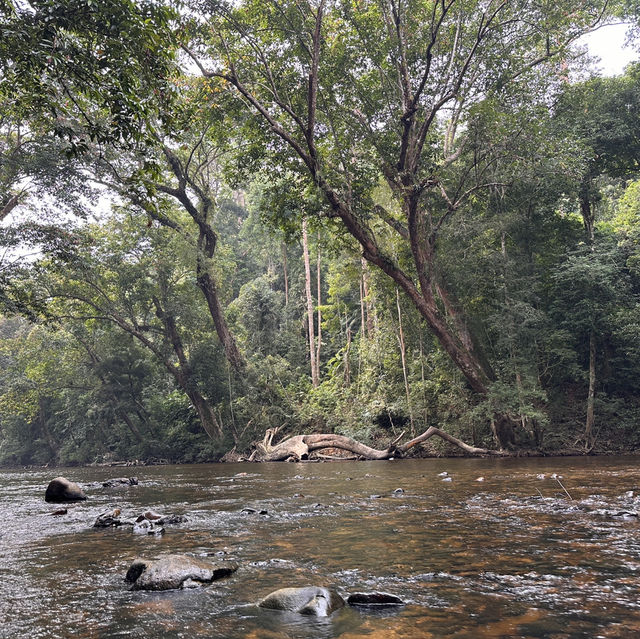 My Taman Negara Adventure!