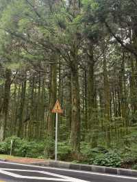 เที่ยวเชจู saryeoni forest path
