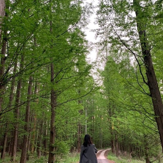 고즈넉한 분위기의 이천 메타세쿼이아 길 🌳💚