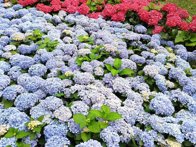 台北賞花好去處🪻大安森林公園🌺