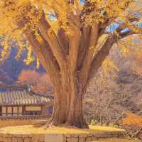 Ungok Seowon: A Must-Visit in Autumn