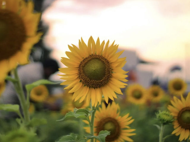 Sundarapandipuram Sunflowers: A Golden Paradise in Tamil Nadu 🌻