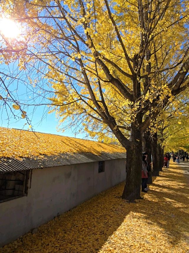노랑 은행나무 감성 가득한 거창 의동마을💛