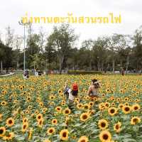 ทุ่งดอกทานตะวันในเมืองกรุง สวนรถไฟจตุจักร🌻