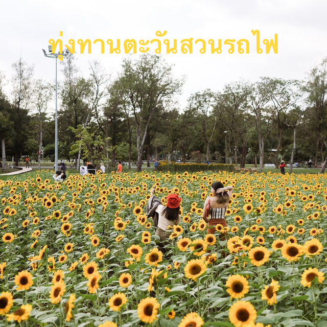 ทุ่งดอกทานตะวันในเมืองกรุง สวนรถไฟจตุจักร🌻