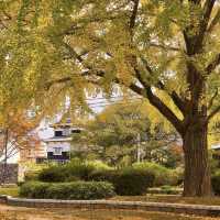 賞櫻賞楓就來「舞鶴公園」