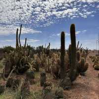 Cactus Thiemann 🌵仙人掌園