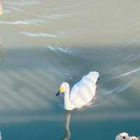 白鳥🦢を間近で見る体験