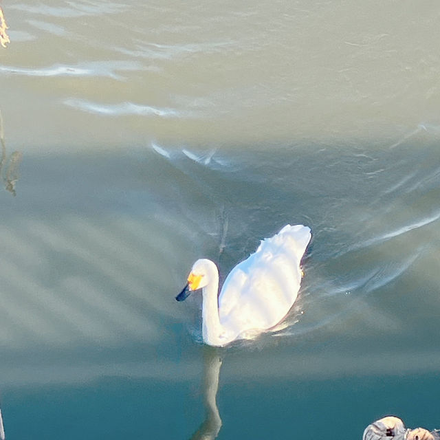 白鳥🦢を間近で見る体験