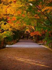 【紅葉特集】世界文化遺産の石庭以外も素敵すぎる✨見応えありの紅葉スポット🍁