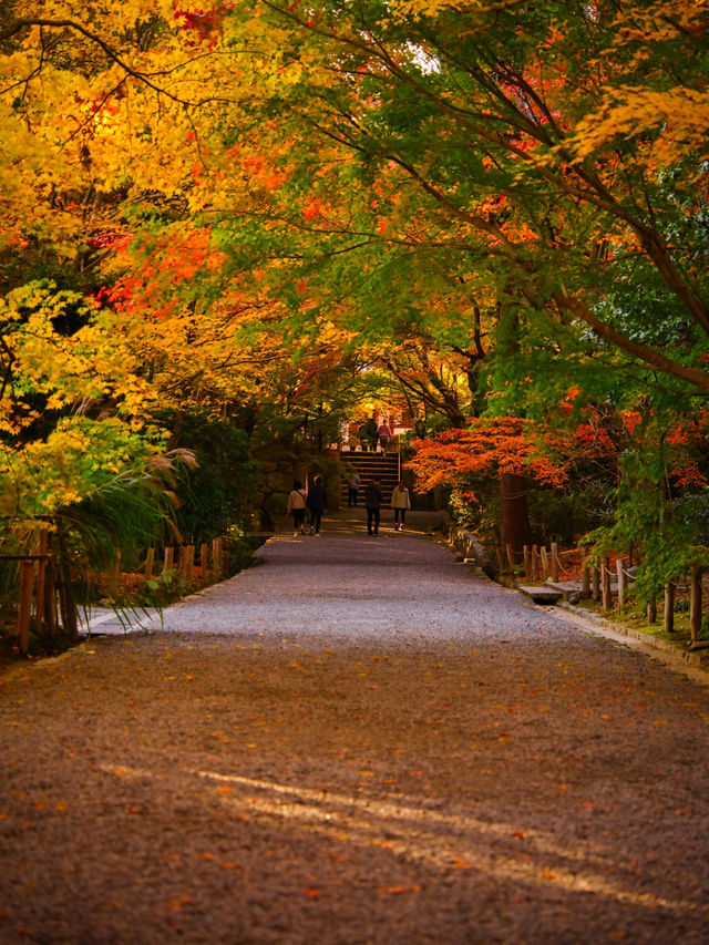 【紅葉特集】世界文化遺産の石庭以外も素敵すぎる✨見応えありの紅葉スポット🍁