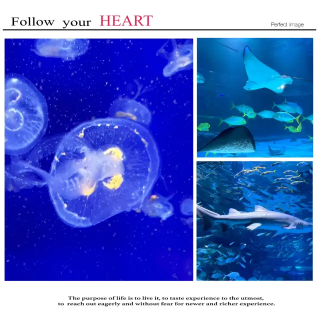 韓國最大水族館：Coex