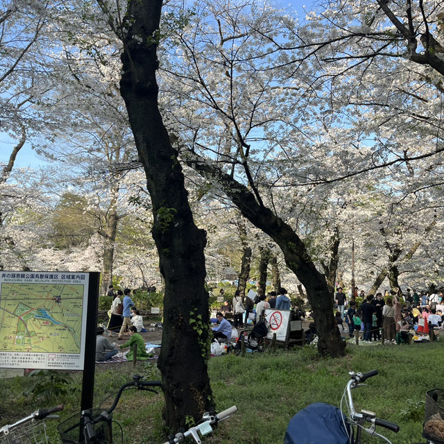 벚꽃 맛집 [이노카시라 공원]🌸