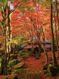 【紅葉特集】一生に一度は行きたい‼️聖徳太子ゆかりの紅葉スポット🍁