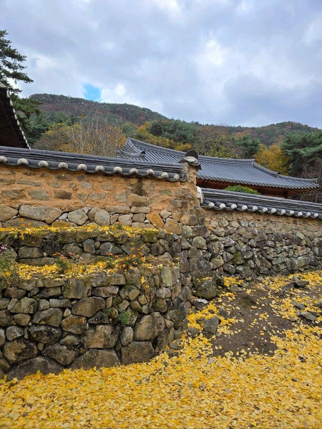 늦가을 즐기기 좋았던 밀양 금시당💛