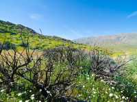 Blooming Beauty: Spring Adventure in Anza-Borrego Desert 