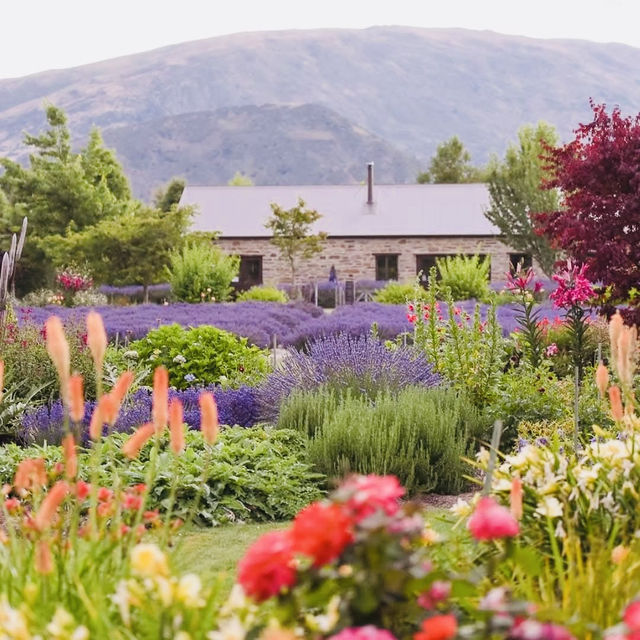 Serenity in Bloom: A Solo Escape to Wanaka Lavender Farm