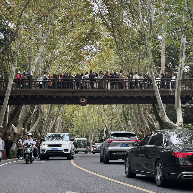 Beautiful Wutong Avenue in Nanjing Beautiful Wutong Avenue in Nanjing